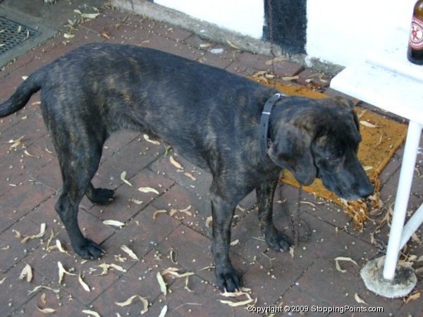 Plott Hound Photo