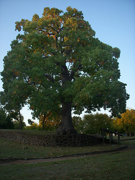 Grapevine Springs Park - 6