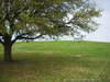 The Mound Which Flower Mound Is Named