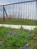 Bluebonnets and Flower Mound