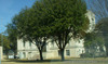 Brazos Courthouse Tree Marker