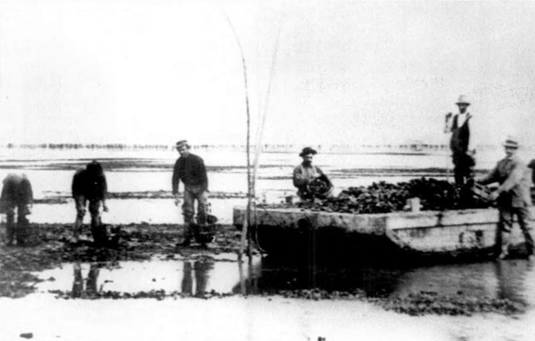 Harvesting Oysters in San Leandro