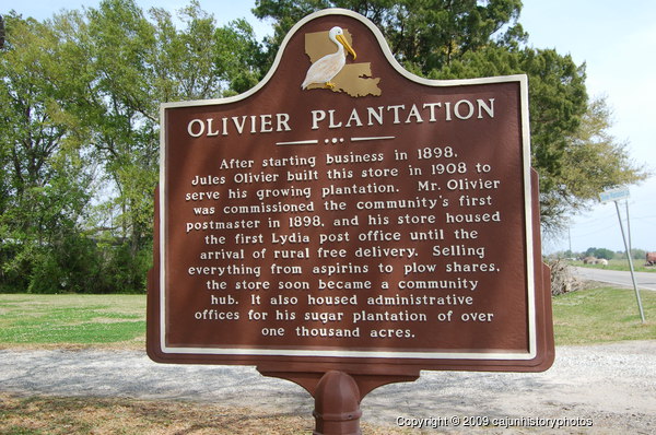 Olivier Plantation 1