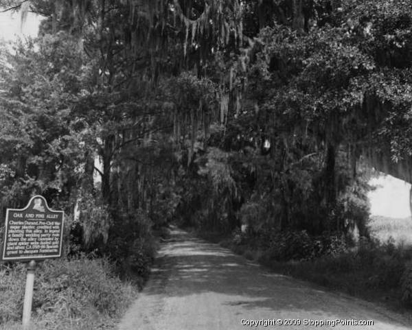 Oak and Pine Alley