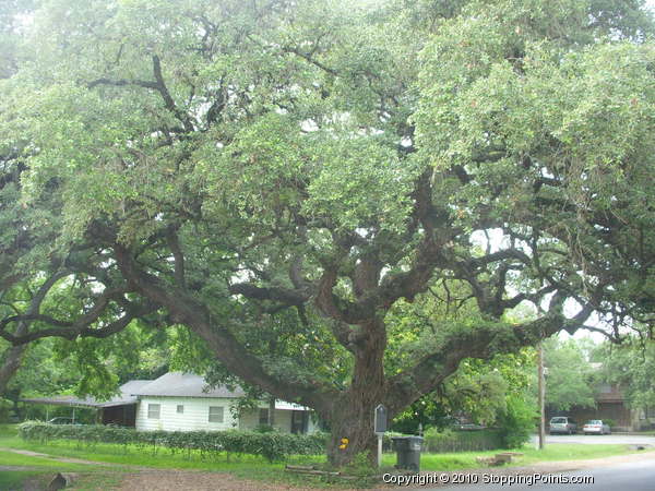 First Baptist Church of Goliad Oak Tree