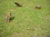 Sandstone Grave Markers in Shiloh Cemetery