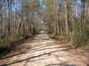 Ghost Road: The Big Thicket Light