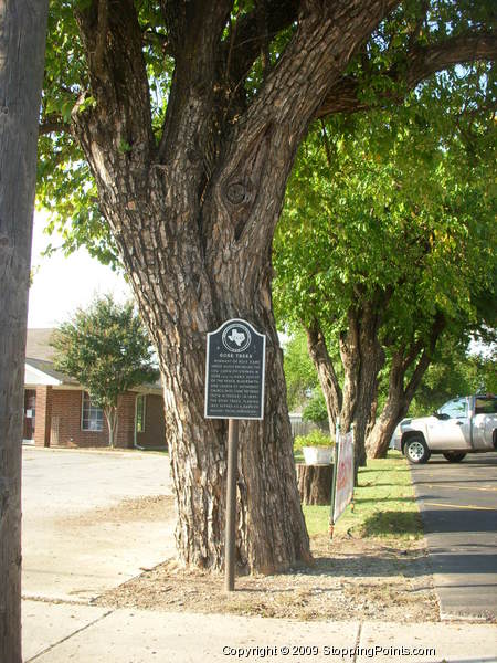 Gose Tree