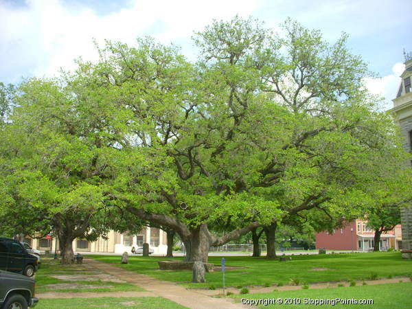 Goliad's Hanging Tree