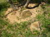 Thomas Easter Cemetery Sandstone Grave Markers