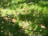 Scattered Stone Markers - Southlake Cemetery