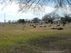 Plano Cemetery