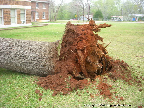 I&GN Railroad - downed tree